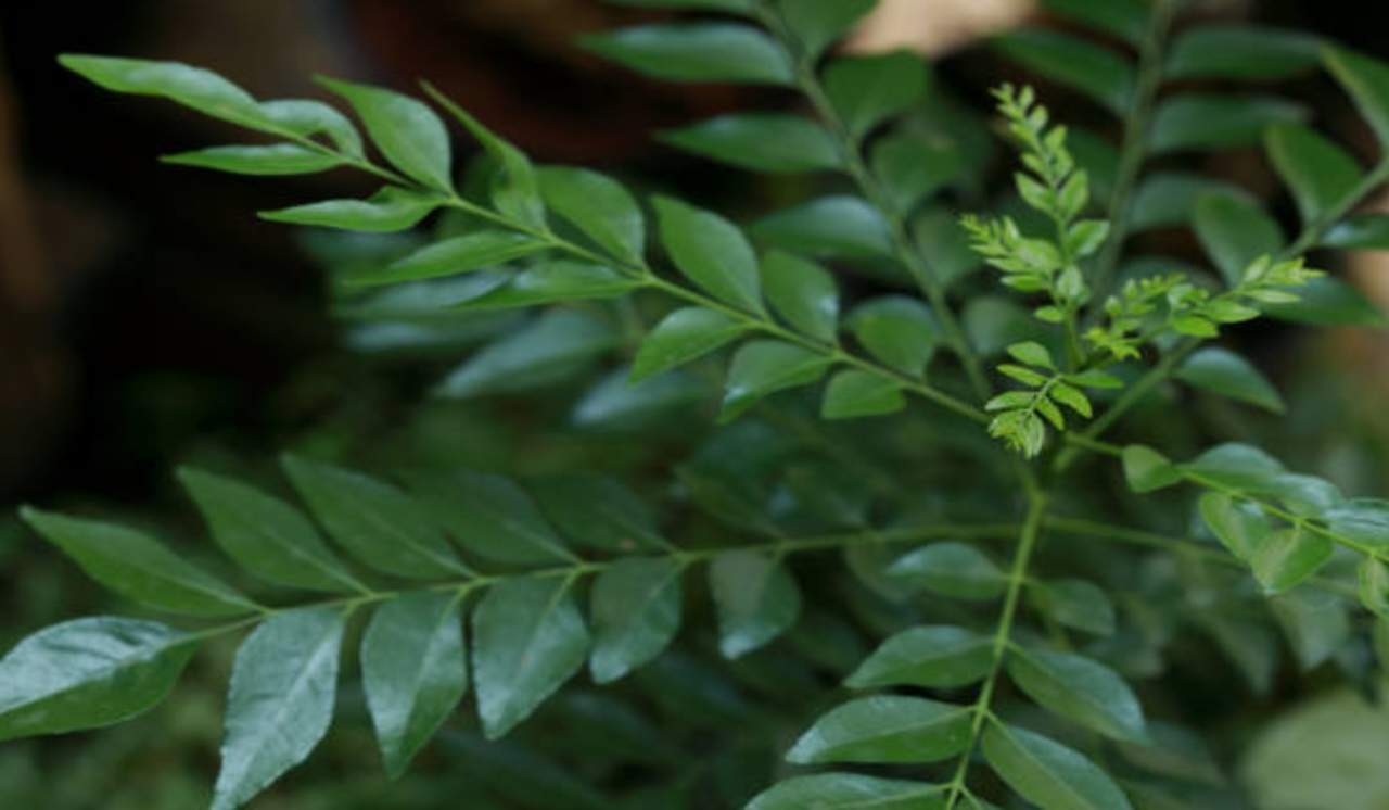 Ayurvedic remedies for cholesterol