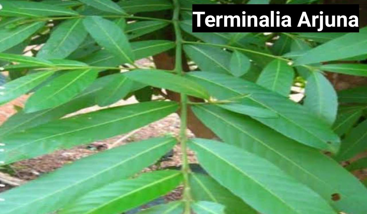 Terminalia Arjuna