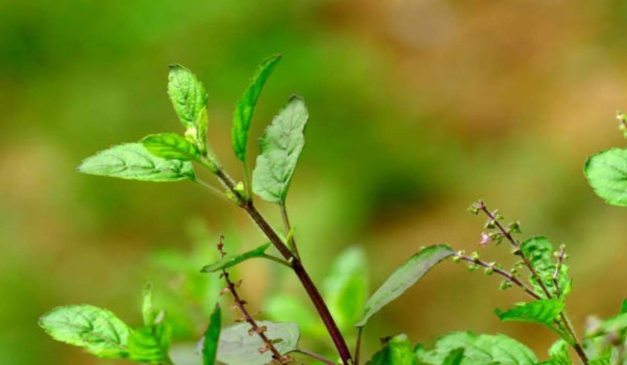 Tulsi Leaves