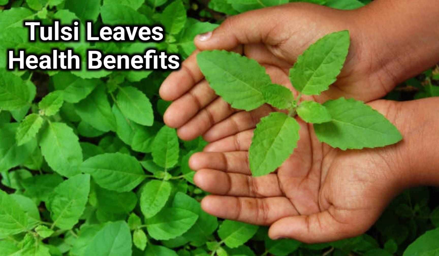 Tulsi Health Benefits